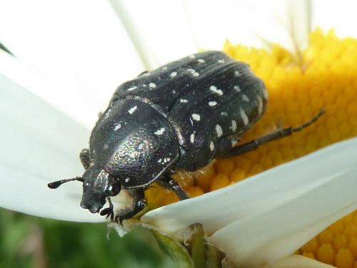 Réf. 208 193 : Oxythyrea funesta